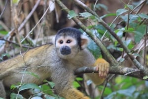 Puerto Maldonado: 3-Day Tambopata National Reserve Tour