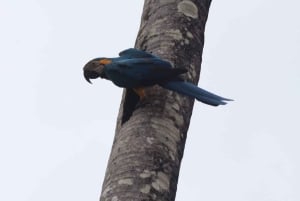 Puerto Maldonado: 3-Day Tambopata National Reserve Tour