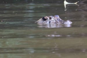 Puerto Maldonado: 3-Day Tambopata National Reserve Tour