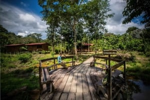 Puerto Maldonado: 3-dagers Tambopata National Reserve Trek-tur