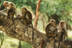 Puerto Maldonado: 4-tägige Amazonas-Dschungel-Tour mit Mahlzeiten