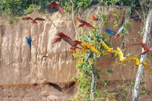 Puerto Maldonado: 4-tägige Amazonas-Dschungel-Tour mit Mahlzeiten