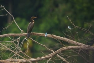 Puerto Maldonado: 4 dias na selva de Tambopata e lambida de argila das araras