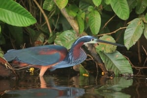 Puerto Maldonado: 4 dias na selva de Tambopata e lambida de argila das araras