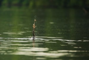 Puerto Maldonado: 4 dias na selva de Tambopata e lambida de argila das araras