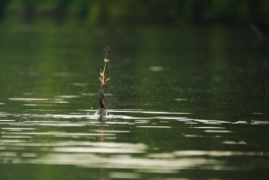 Puerto Maldonado: 4-day Tambopata National Reserve Tour