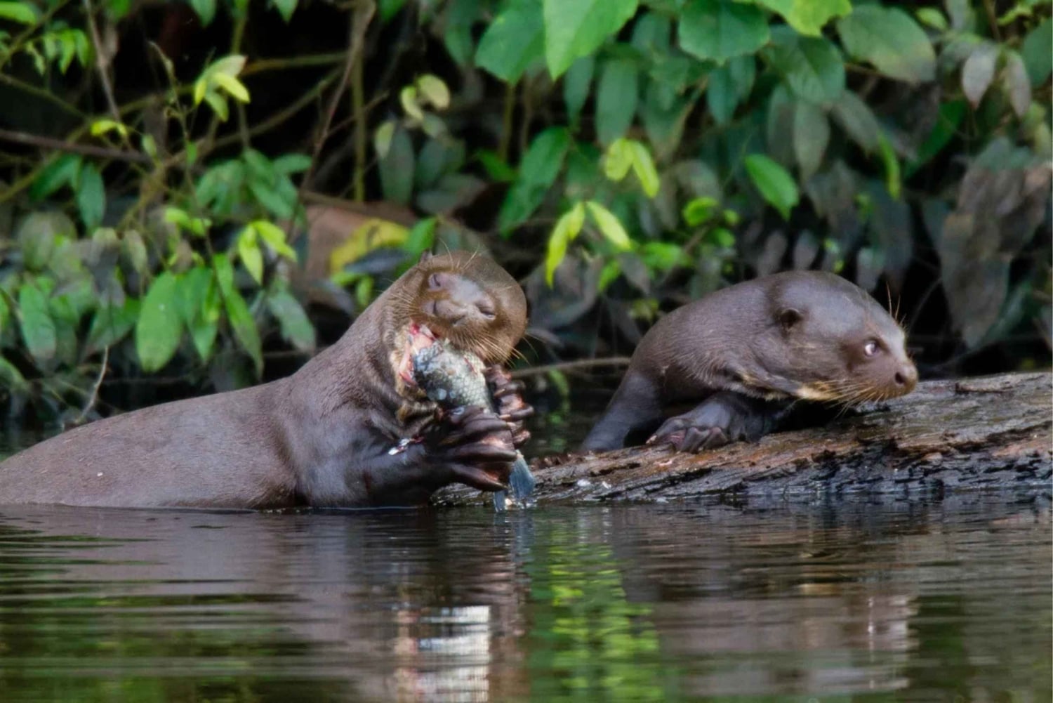 Puerto Maldonado: Amazon River Otters Adventure
