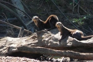 Puerto Maldonado: Amazon River Otters Adventure