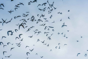 Puerto Maldonado: Amazon River Otters Adventure