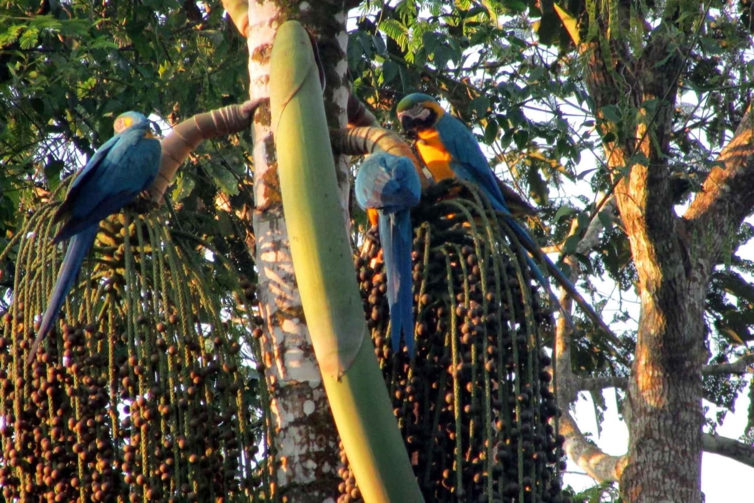 Puerto Maldonado: Canopy, Zipline, and Kayak Adventure