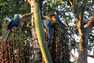 Puerto Maldonado: Canopy, Zipline, and Kayak Adventure
