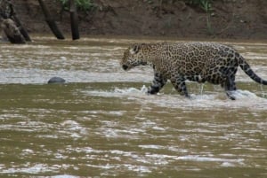プエルト・マルドナード：ジャングルボートツアーと野生動物観察