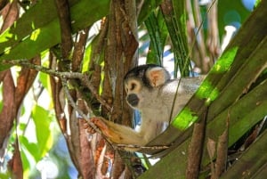 プエルト・マルドナード：ジャングルボートツアーと野生動物観察