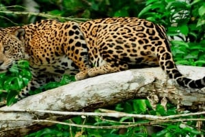 プエルト・マルドナード：ジャングルボートツアーと野生動物観察