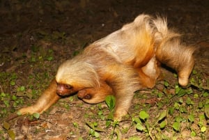 Puerto Maldonado: Jungle Avondtour met luiaards & Tarantula's