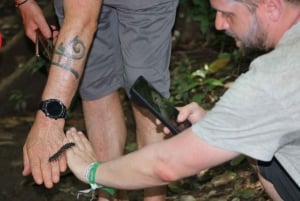 Puerto Maldonado: Jungle Avondtour met luiaards & Tarantula's