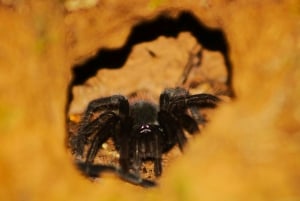 Puerto Maldonado: Jungle Avondtour met luiaards & Tarantula's