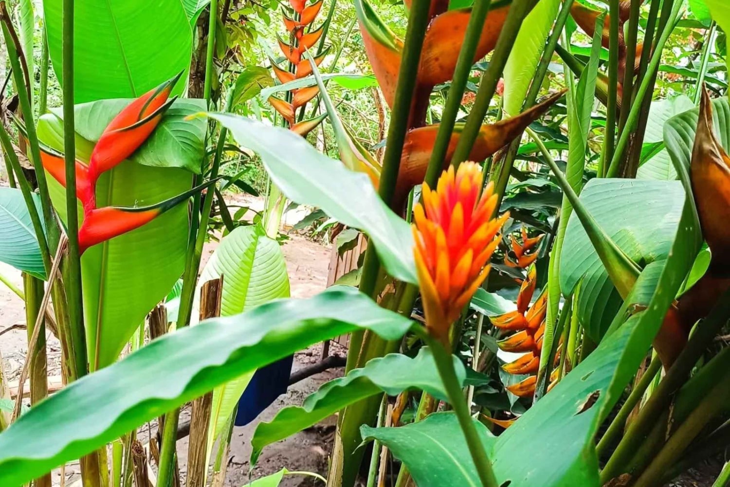 Puerto Maldonado: Ori'Numba Garden & Harakbut Culture Tour