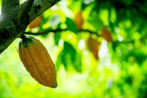 Puerto Maldonado: Private Chocolate Class