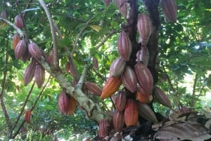 Puerto Maldonado: Private Chocolate Class