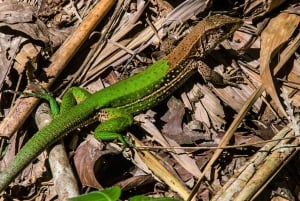 Puerto Maldonado: Sandoval - 2D/1N - Tambopatas djungel Cusco