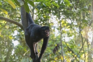 Puerto Maldonado: Sandoval - 2D/1N - Tambopatas djungel Cusco