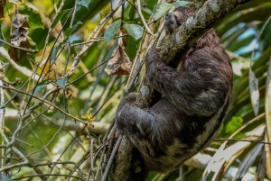 Puerto Maldonado: Sandoval Lake Full-Day Trip with Canoeing