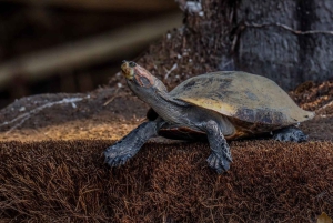 Puerto Maldonado: Sandoval Lake Full-Day Trip with Canoeing
