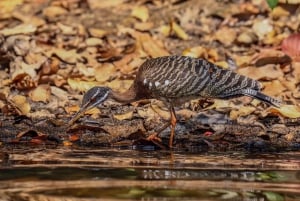 Puerto Maldonado: Sandoval Lake Full-Day Trip with Canoeing