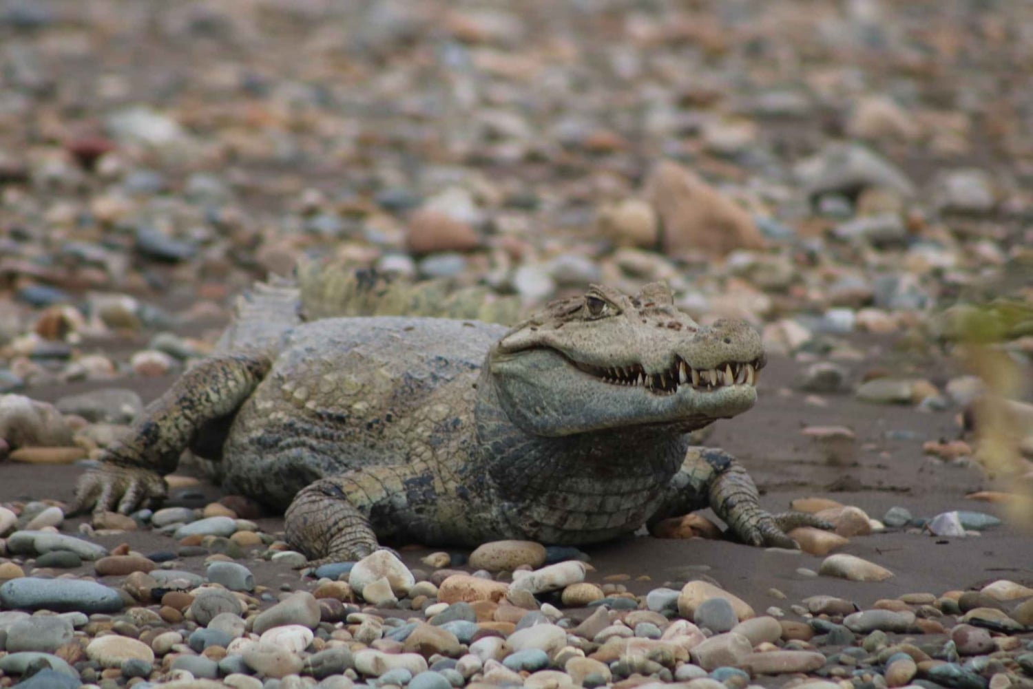 Puerto Maldonado: Sloth search by boat, visit to the rivers