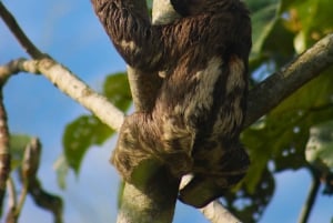 Puerto Maldonado: Sloth search by boat, visit to the rivers