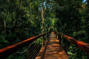 Puerto Maldonado: Passeio de observação de aves em Tambopata ao nascer do sol