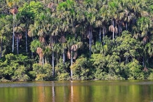 Puerto Maldonado: Passeio de observação de aves em Tambopata ao nascer do sol