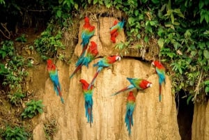 Puerto Maldonado: Passeio de observação de aves em Tambopata ao nascer do sol
