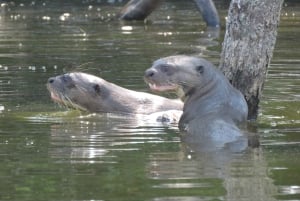 Puerto Maldonado: Tambopata Candamo 5-day expeditions