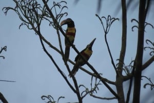 Puerto Maldonado: Tambopata Candamo 5-day expeditions