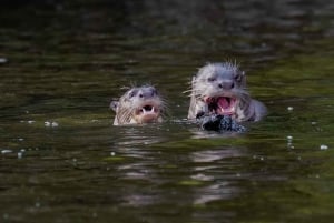 Puerto Maldonado: Tambopata Candamo 5-day expeditions