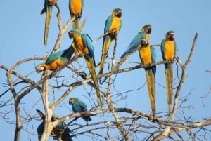 Puerto Maldonado: Tambopata Candamo 5-day expeditions