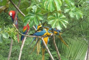 Puerto Maldonado: Tambopata Candamo 5-day expeditions