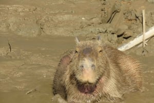 Puerto Maldonado: Tambopata Candamo 5-day expeditions