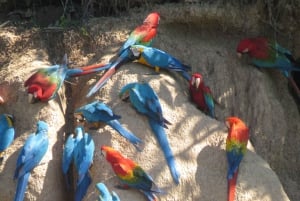 Puerto Maldonado: Tambopata Candamo 5-day expeditions