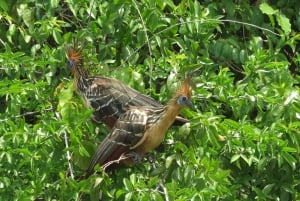 Puerto Maldonado: Tambopata Candamo 5-day expeditions