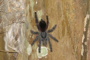 Puerto Maldonado: Tambopata Candamo 5-day expeditions