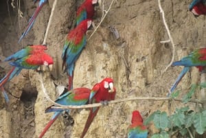 Puerto Maldonado: Tambopata Candamo 5-day expeditions