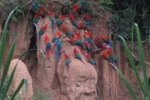 Puerto Maldonado: Tambopata Candamo 5-day expeditions