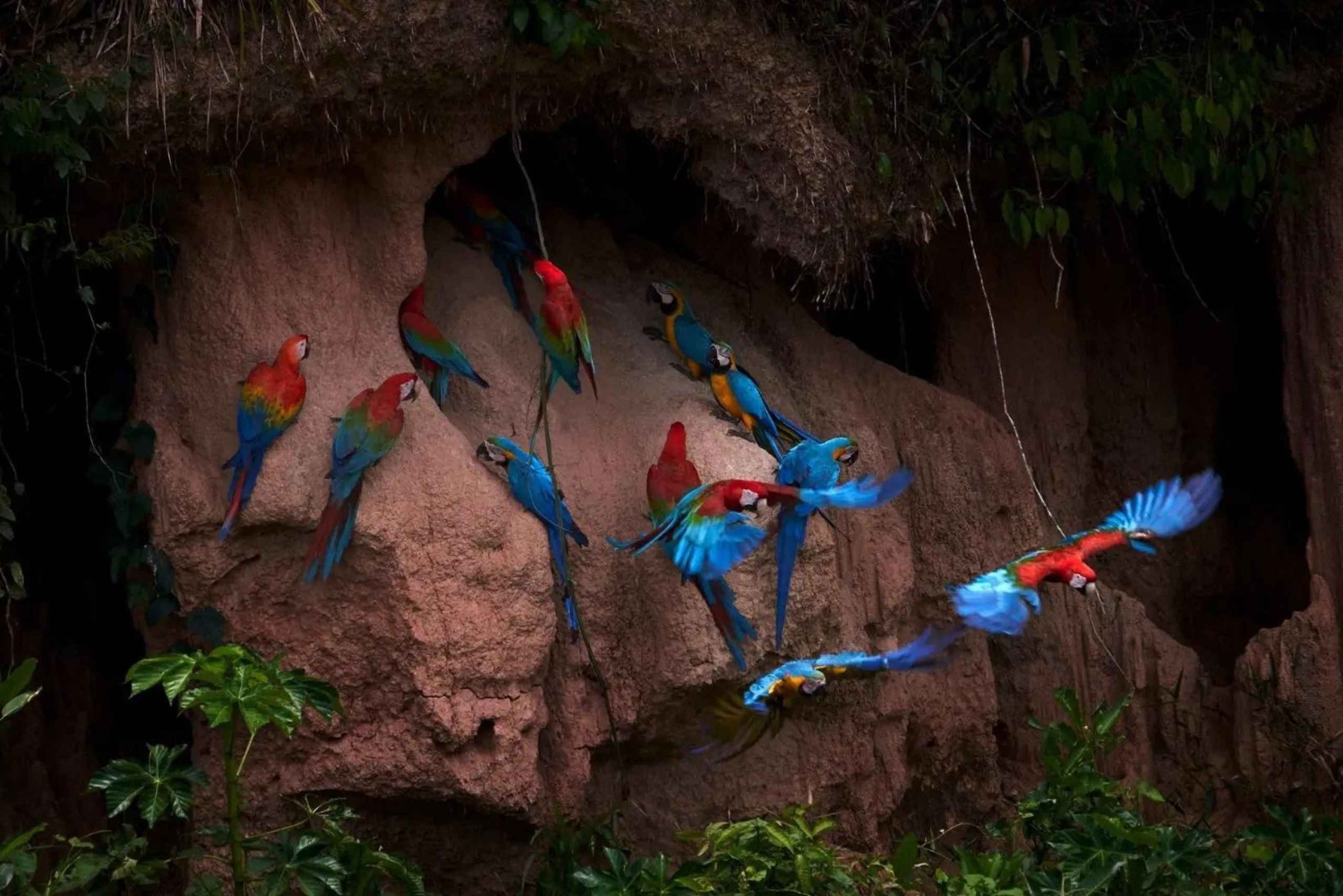 Puerto Maldonado: Tambopata Chuncho Macaw Clay Lick Tour