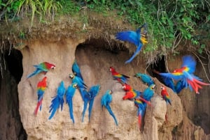 Puerto Maldonado: Tambopata Chuncho Ara-kleiplaats-tour