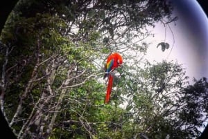 Puerto Maldonado: Tambopata Chuncho Ara-kleiplaats-tour
