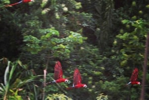 Puerto Maldonado: Tambopata Chuncho Ara-kleiplaats-tour