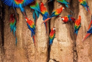 Puerto Maldonado: Tambopata Chuncho Ara-kleiplaats-tour